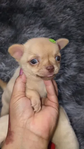 VD filhote de Chihuahua macho pelo longo olho azul