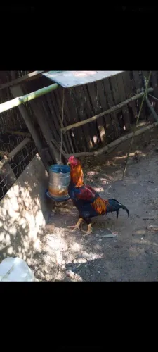 Frango Caipira a Venda.