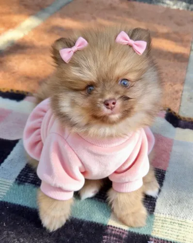 Ursinhos Lulu da pomerania