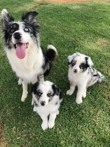 Border Collie Lindos Bebês Disponíveis