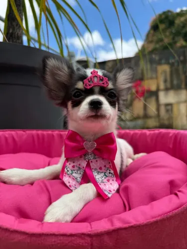 Chihuahua Fêmea
