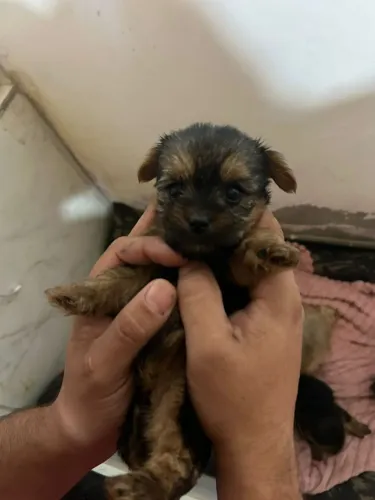 Fêmea yorkshire mini