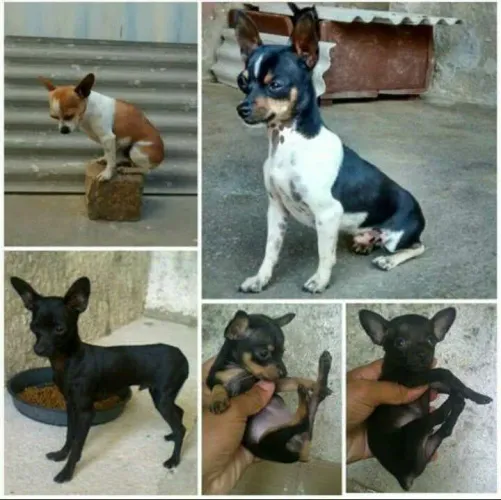 PINSCHER CANIL