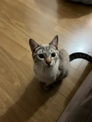 Doação filhote de gato
