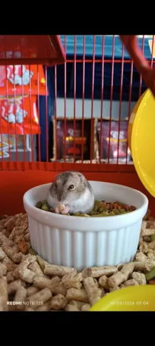Hamster anão russo
