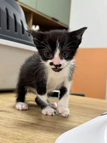 Adoção gatinha 30 dias, apenas para lares telados