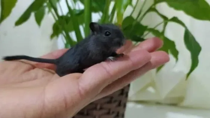 Filhotes de Gerbil esquilo da Mongólia