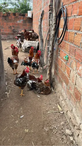 Estimação