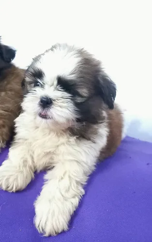 Filhote SHITZU FAVOR LER ANUNCIO