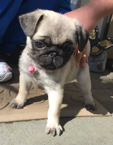 Pug Uma fofura de fazer o coração dançar quadrilha