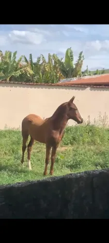 Potra mangalarga paulista 