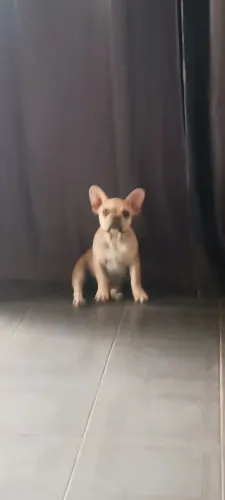 Bulldog Francês 