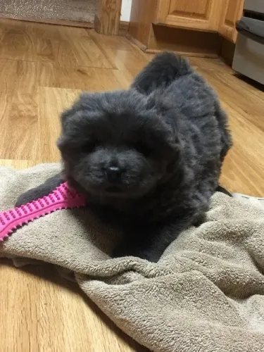 Chow Chow,Chow Chow Filhote Disponível Entrega Facilitada