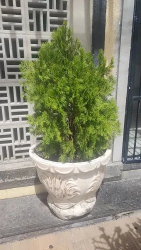 PLANTAS PARA PAISAGISMO.