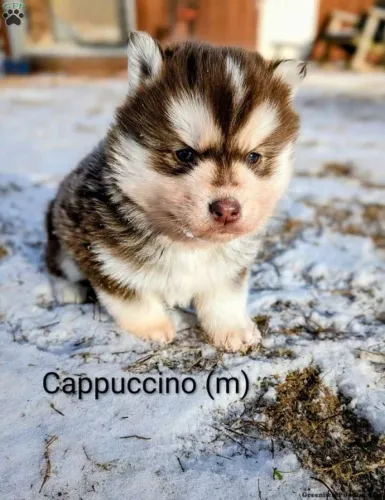 Bebezinho Husky Siberiano com olhos azuis e porte atlético