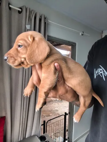 Cofap dachshund salsichinha 