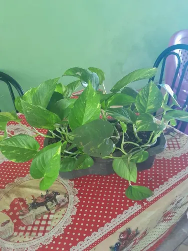 Plantinhas à venda
