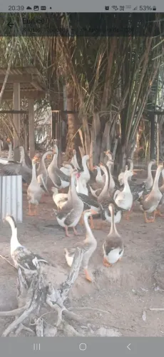 Casais de Gansos Sinaleiro