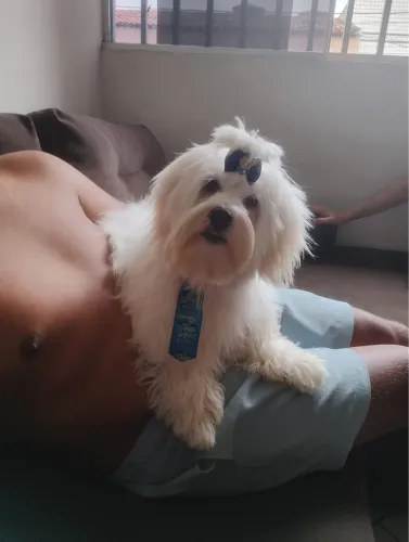 Chico estar a procura de uma namorada 
