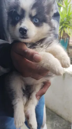 Husky macho com 3 meses