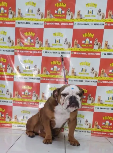 Bulldog inglês