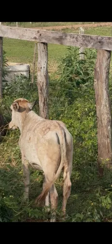 Bezerras 