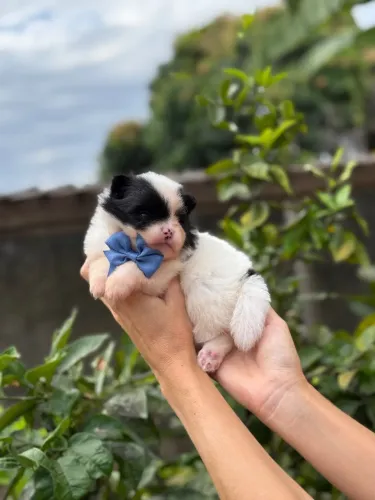 Lulu da pomerania macho
