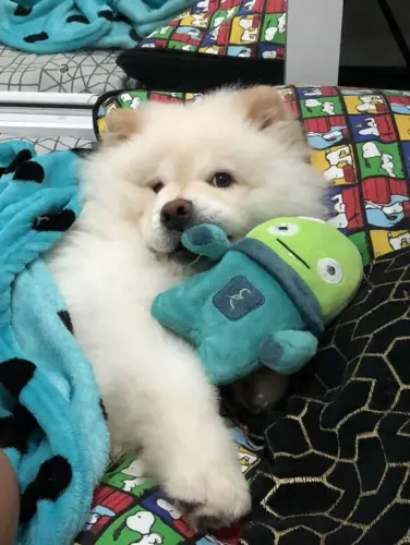 Filhote Chow-chow, O companheiro perfeito para todas as suas aventuras está aqui!