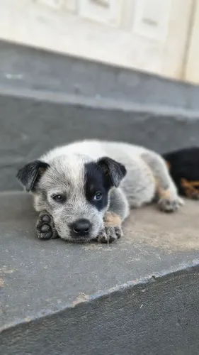 Cachorro raça blue beeler