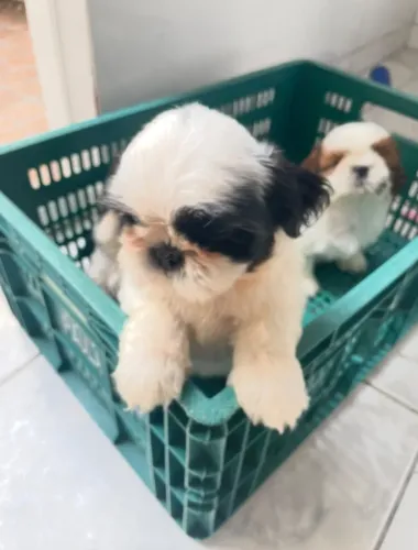 Shih tzu