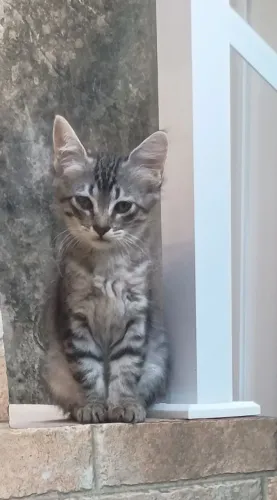 Gatinha doação