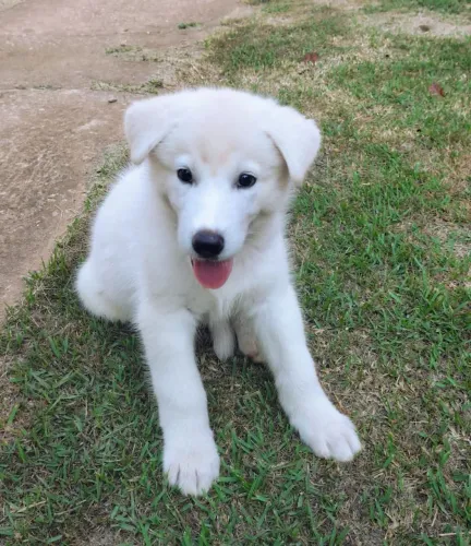2 filhotes de husky siberiano 