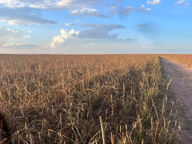 Fazenda 2.240 hec planta 1.450 hec em Santo Antônio do Leste MT. Um milhão sacas de Soja