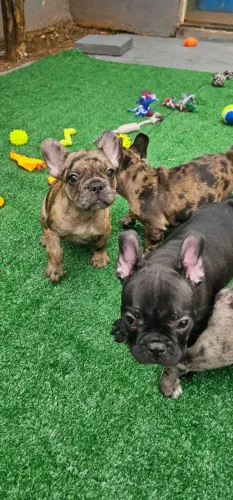 Bulldog Frances 