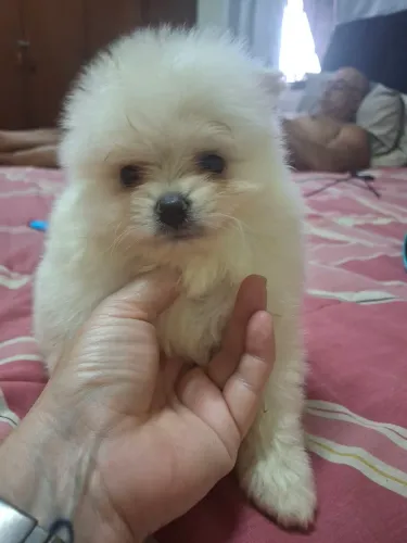 Lulu da pomerania macho anao