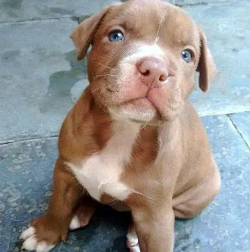 Pitbull com Loja Física e Suporte Pós-Venda