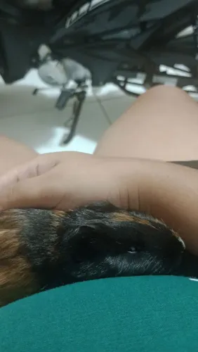Porquinho da índia