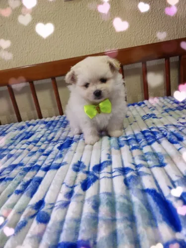 Spitz alemão