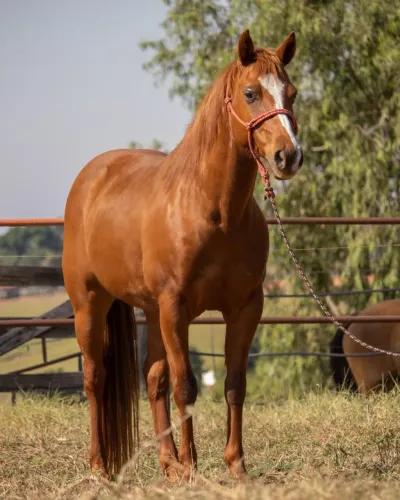 Cavalo Quarto de Milha Três Tambores
