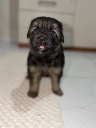 Cachorro 