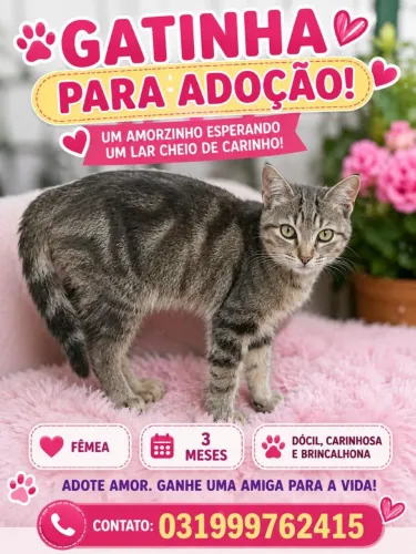 Gatinha para adocao