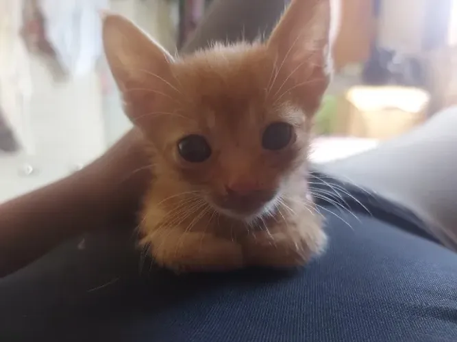 ADOÇÃO DE GATINHO ED SHEERAN