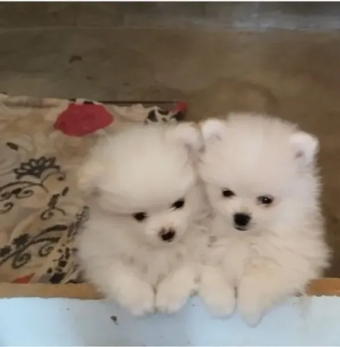 Venda de cachorros 