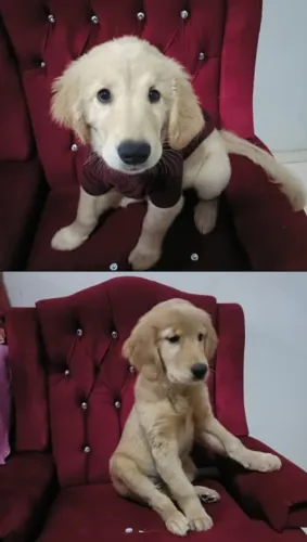 Golden 4 meses 
