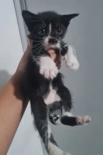 Gatinha pra doação