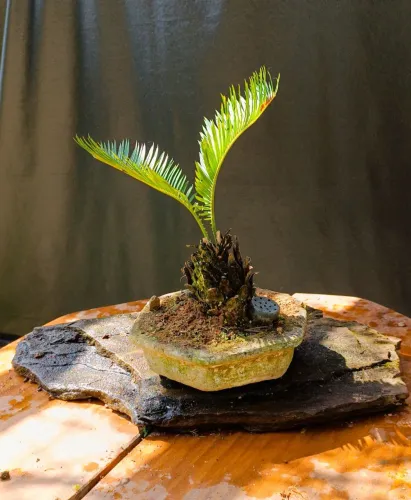 Bonsai palmeira