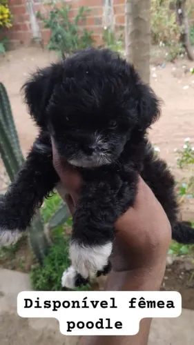 Filhote fêmea de poodle 