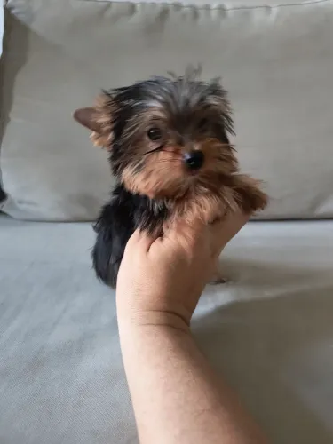 Yorkshire mini