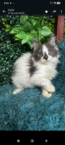 Gatos mainecoon
