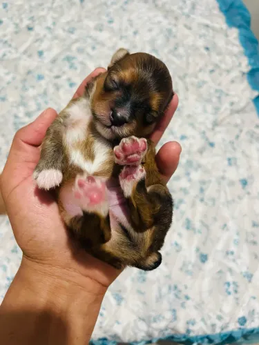 Pincher micro